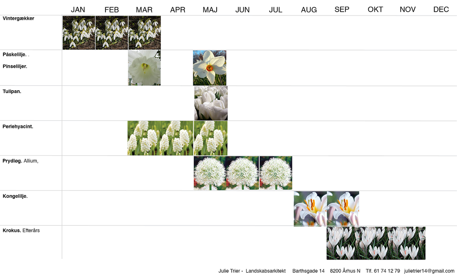 Hvide løgplanter hele året
