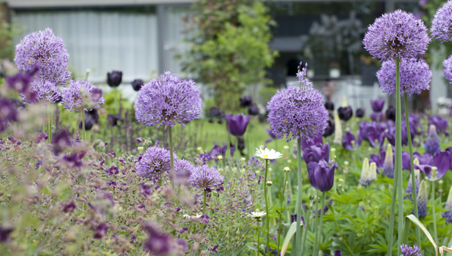 Plejehjemshave farveharmoni frodighed Storkenæb Samobo tulipaner Queen of Night