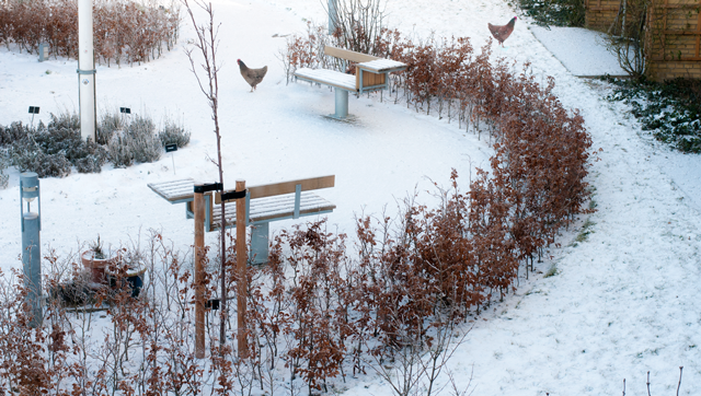 Vinter høns plejehjem besjæling Aarhus kommune bøgehæk