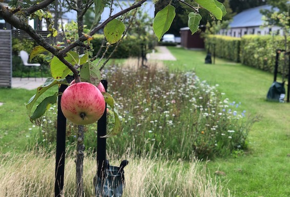 En mini eng og frugt træer giver et levende miljø både for dyr og mennesker på Bostedet Tuestenhuse. 