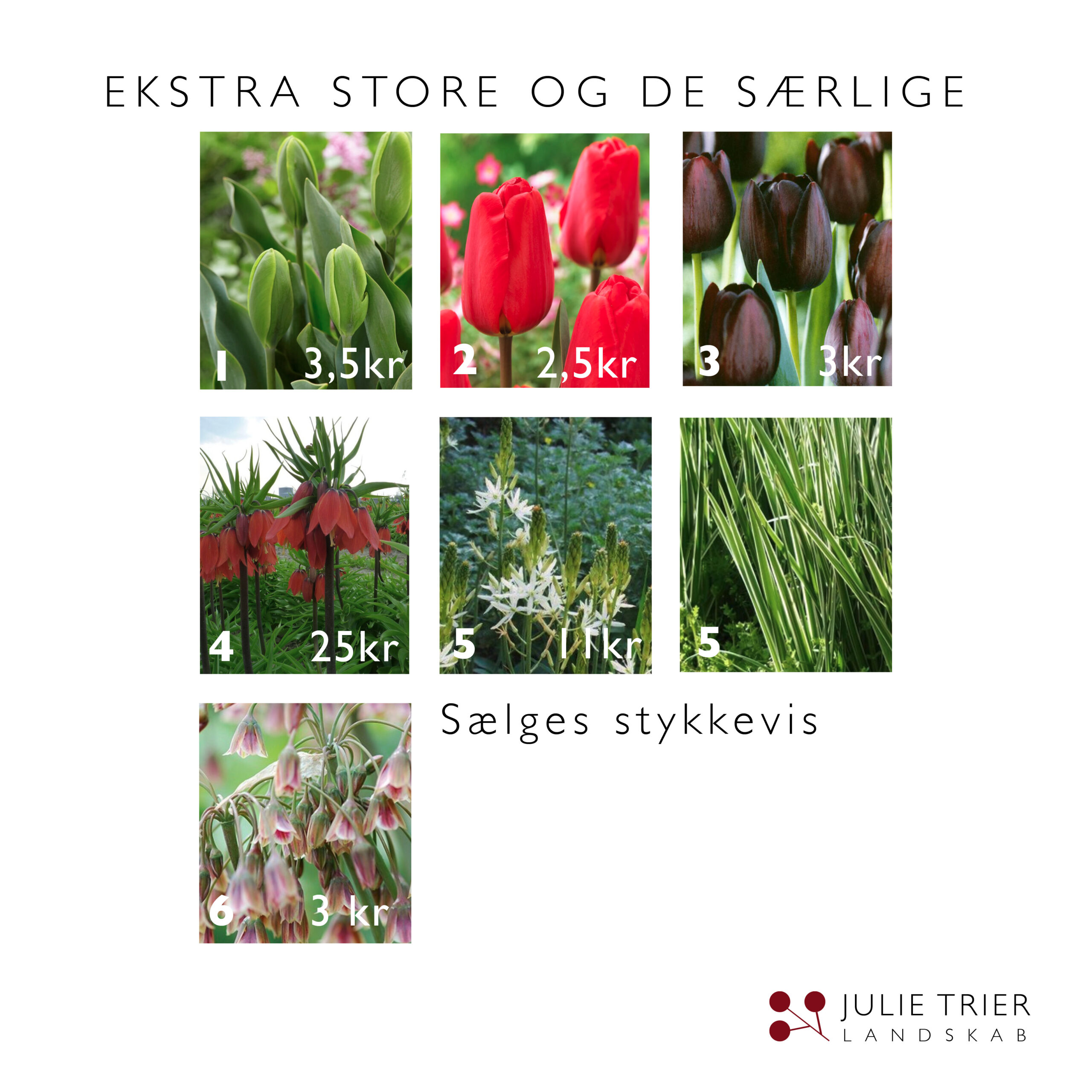 Løgpakker EKSTRA HJEMMESIDE Blomsterløg pakke WOODLAND 2024