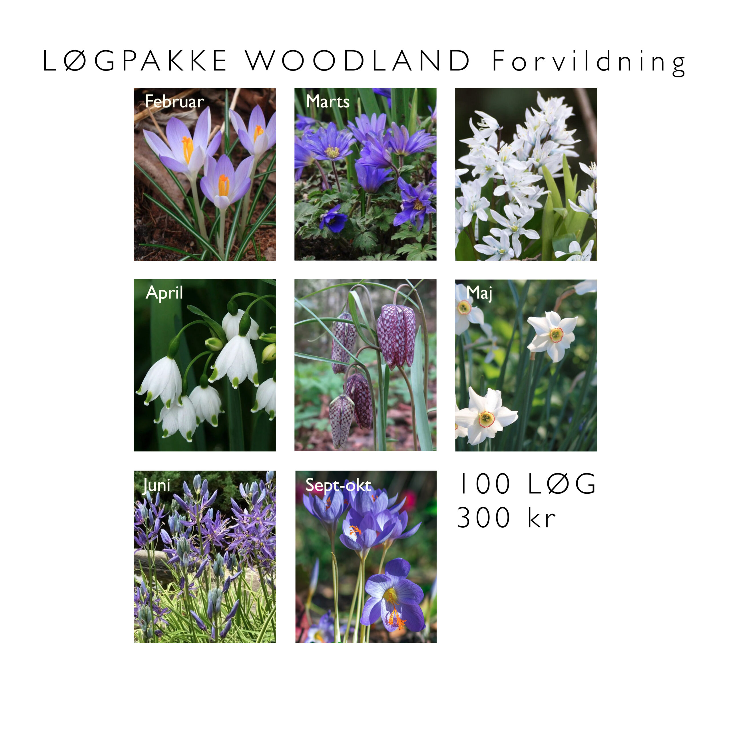 Løgpakker WOODLAND HJEMMESIDE Blomsterløg pakke WOODLAND 2024